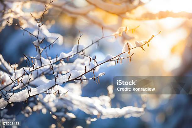 Snow On The Branch And Sunset Winter Background Stock Photo - Download Image Now - Winter, Snow, Sunlight