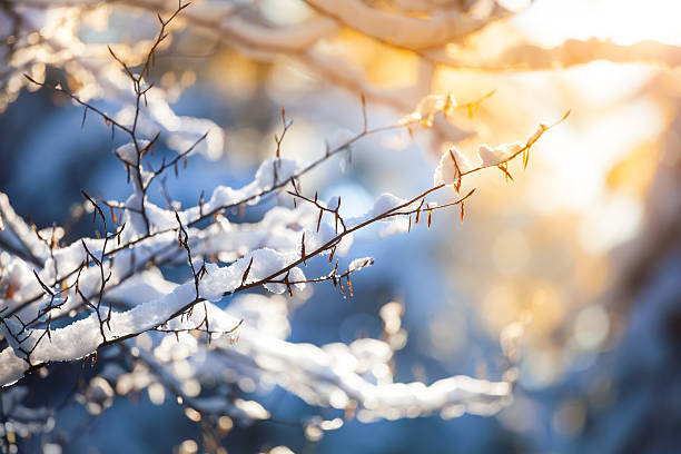 neve na filial e pôr do sol-fundo de inverno - cold forest frost ice - fotografias e filmes do acervo