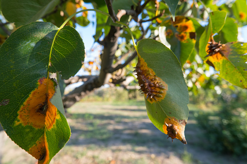 Pear leaves with Gymnosporangium sabinae is a species of rust fungus in the subdivision Pucciniomycotina. Known as pear rust, European pear rust, or pear trellis rust. Problem in gardening.