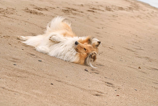 istock Collie lying in the sand 175223760