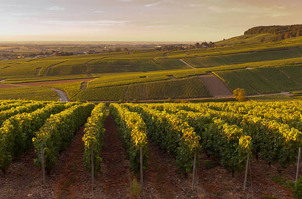 Champagne vineyards in Cramant "Late summer vineyards of a Premiere Cru area of France showing the lines of vines in blocks giving a grid pattern. the village in the background is Avize.This was shot soon after dawn and has a lovely glowing light from the sun on the left, The sky is  dark grey following early morning rain." champagne region photos stock pictures, royalty-free photos & images