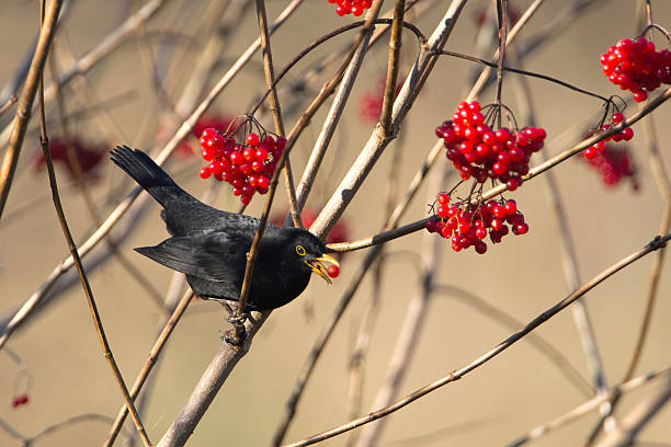 istock Male Blackbird eating red berries 175223846
