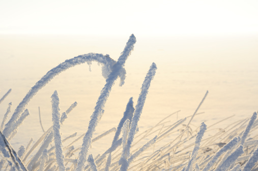 Frost and snow covered reeds at the frozen lake on a sunny winter day. The Netherlands.