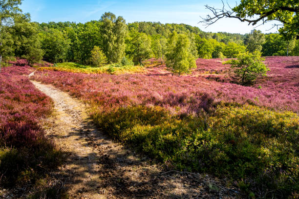 Tranquil Fischbeker Heide area, as a hiking trail meanders through blossoming heather leading to a forest, a visual ode to the serene beauty of rural Germany, drenched in the magenta hues of summer. el paisaje de fischbeker heide, como una ruta de senderismo serpentea a través de brezos en flor, lo que conduce a un bosque en esta vista panorámica, personificando el encanto de la alemania rural, una escapada para los entusiastas de la naturaleza.