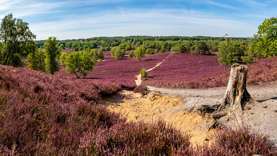 Captivating Fischbektal valley during the vibrant heather blossom in summer, highlighting a tree stump along a sandy hiking trail, tranquil charm of serene rural Germany at suburban border of Hamburg.