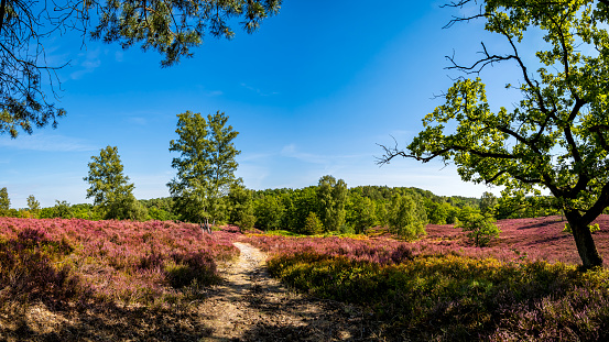 Panoramic view of the serene beauty of Fischbeker Heide heathland, where a tranquil hiking trail leads through purple blooming heather under the shade of towering trees to a forest in rural Hamburg.