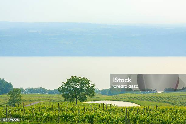 Vinyards And Lake Seneca Upstate New York Stock Photo - Download Image Now - Finger Lakes, New York State, Vineyard