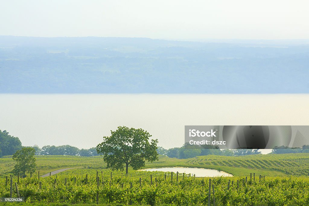 Vinyards e do Lago Seneca, Nova York - Foto de stock de Lagos Fingers royalty-free