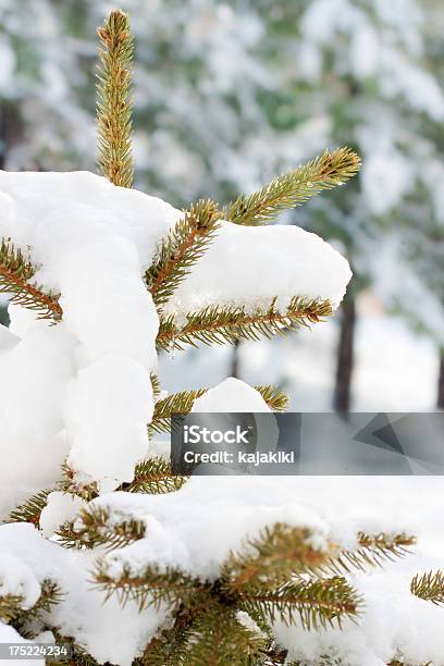 Foto de Abeto De Inverno e mais fotos de stock de Bosque - Floresta - Bosque - Floresta, Branco, Congelado