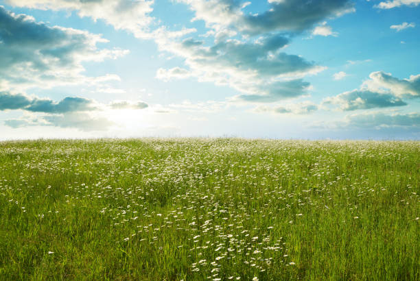 istock Marguerite daisies on the meadow at sunset. 1752243875