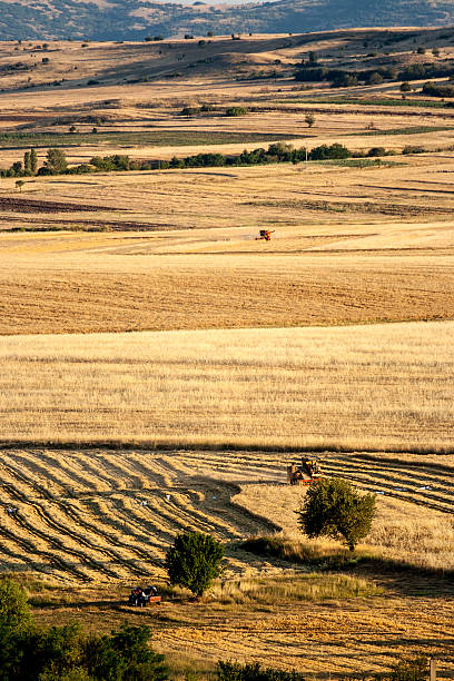 Cultivated land stock photo