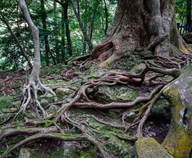 istock Huge trees in Kumano Kodo Pilgrimage Trails 1752248287