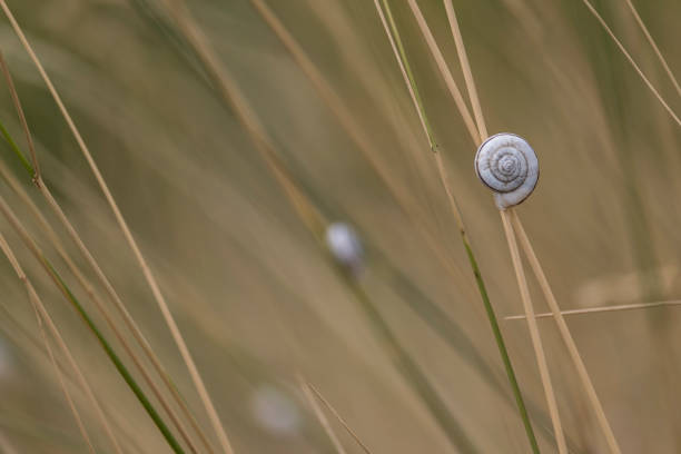 a small snail rests on some blades of grass