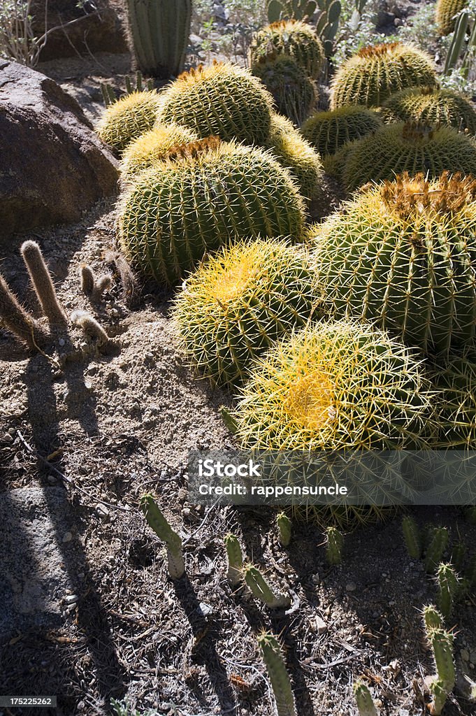 cactus barril, desierto piso - Foto de stock de Aguja - Parte de planta libre de derechos