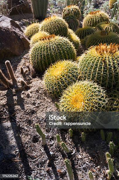 Cactus Barril Desierto Piso Foto de stock y más banco de imágenes de Aguja - Parte de planta - Aguja - Parte de planta, Amarillo - Color, Cactus