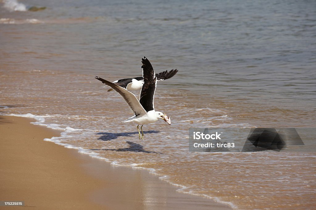 Gabbiano volare con pesci nel becco - Foto stock royalty-free di Acqua