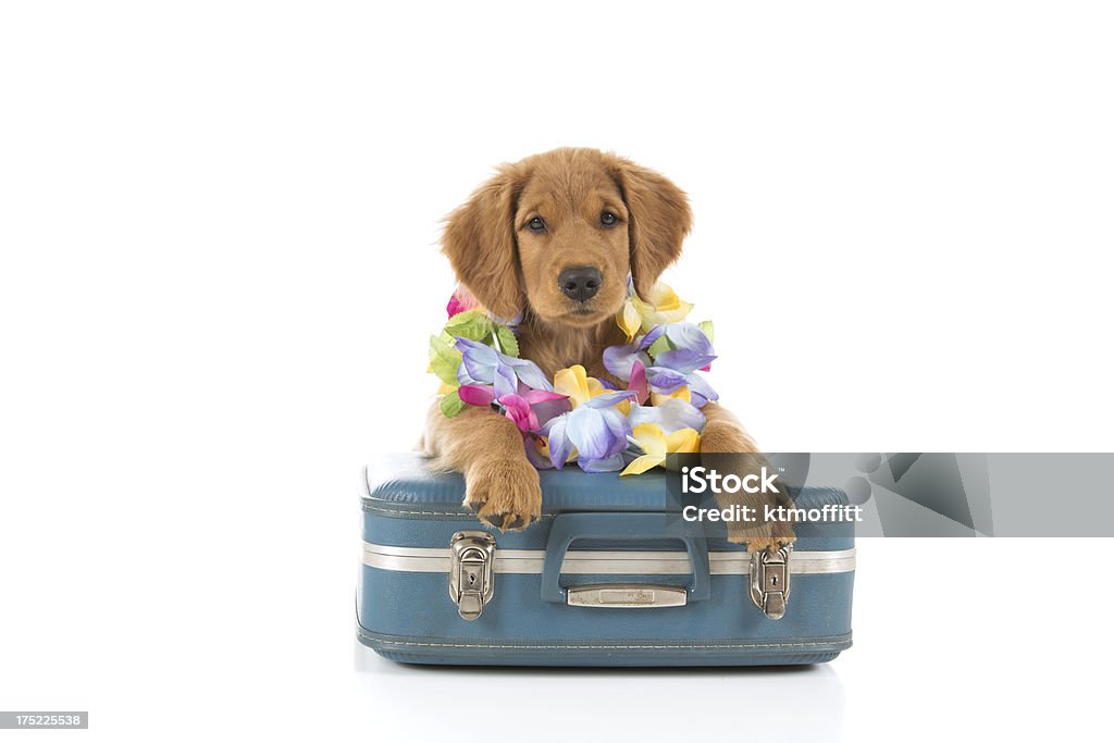 Chiot Golden Retriever avec valise et collier - Photo de Valise libre de droits