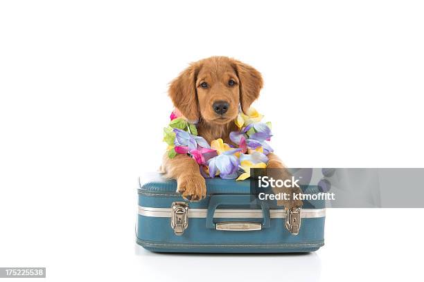 골든 리트리버 강아지 여행 가방 및 레이 여행 가방에 대한 스톡 사진 및 기타 이미지 - 여행 가방, 개, 흰색 배경