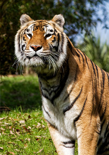 istock Majestic Bengal Tiger 175225669