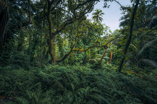 Forest scene on Big Island