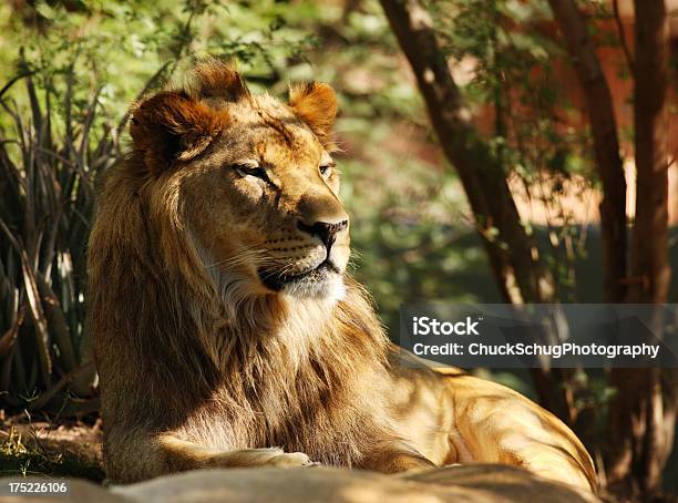 African Lion Panthera Leo Felidae Foto de stock y más banco de imágenes de Acostado - Acostado, Aire libre, Alerta