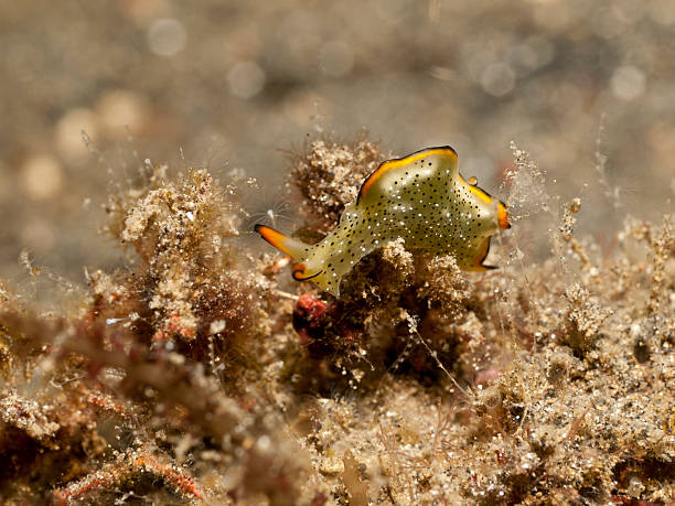 istock Ornate sapsucking slug - Elysia ornata 175226229
