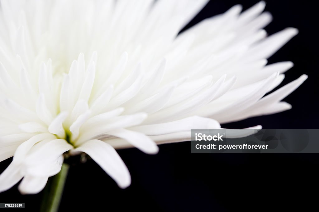 Crisantemo blanco - Foto de stock de Belleza libre de derechos