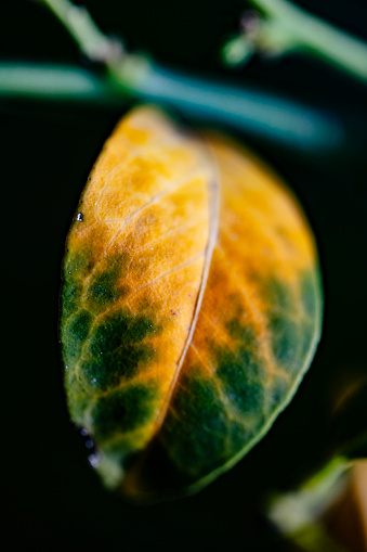Macro of Lemon Tree Leaf Turning Orange in Autumn.
