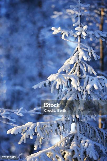 Winter Baum Stockfoto und mehr Bilder von Ast - Pflanzenbestandteil - Ast - Pflanzenbestandteil, Baum, Bildschärfe