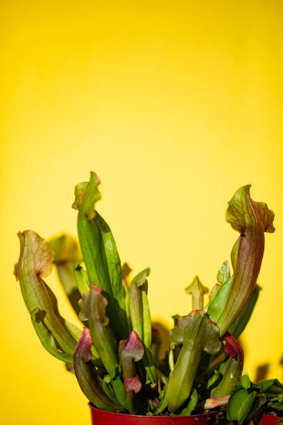 Sarracenia or Trumpet Pitcher Plant.