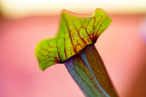 Close-up of Sarracenia or Trumpet Pitcher Plant.