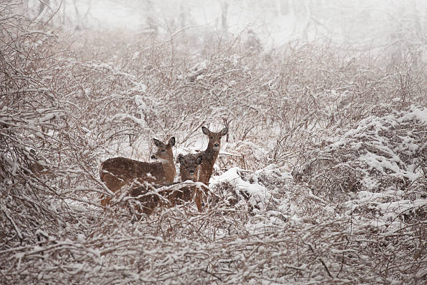 istock Family of deer 175226649