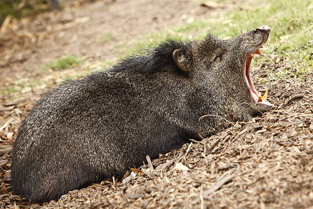 Peccary Stock Photo - Download Image Now - Animal, Animal Teeth