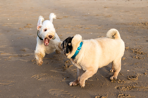 Dangerous, aggressive games between a young Bedlington Terrier and an older beige pug on the sand of the coastal strip. Selective focus on one of the dogs (terrier).