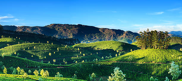 istock Panoramic view of tea plantation in India, Asia 175226875