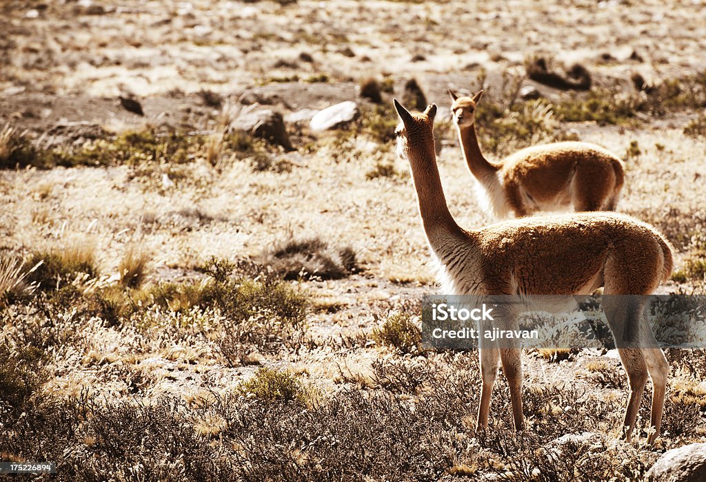 Paquitas - Foto stock royalty-free di Allegro