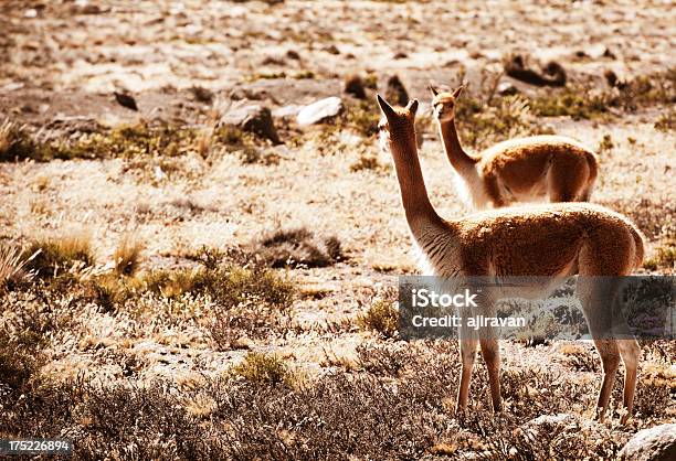 Paquitas - Fotografie stock e altre immagini di Allegro - Allegro, Amore, Animale