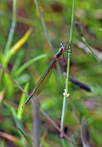 Emerald Damselfly (Lestes sponsa) adult female clinging to Soft Rush 

Eccles-on-Sea, Norfolk, UK.                     July