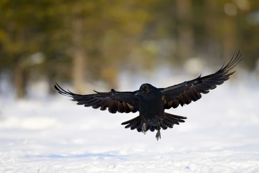 Black Raven in the wild