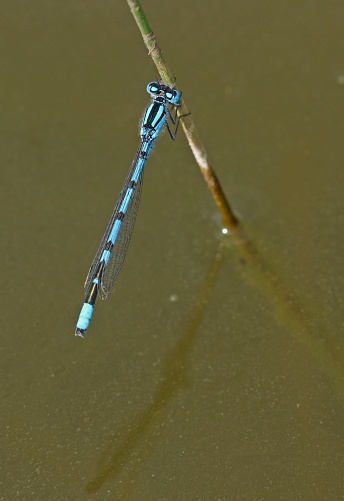 Common Blue Damselfly (Enallagma cyathigerum) adult male at rest on Soft Rush

Eccles-on-Sea, Norfolk, Uk.           June