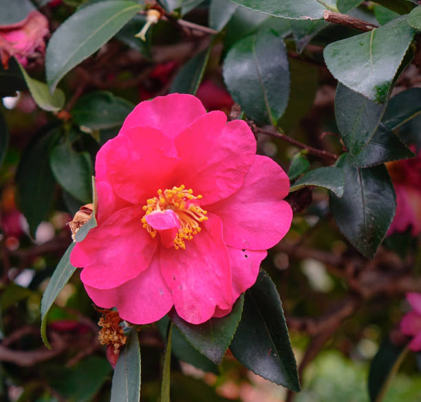 istock Beautiful flowers of Camellia sasanqua 1752271998