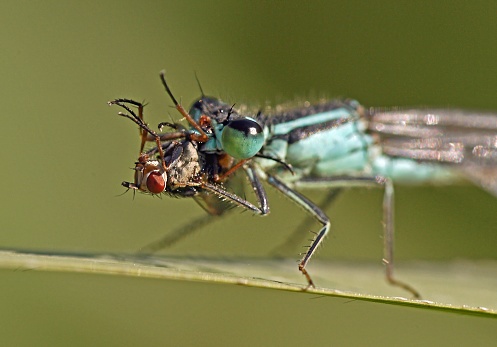 Horsefly or gadfly on white background, extreme close-up