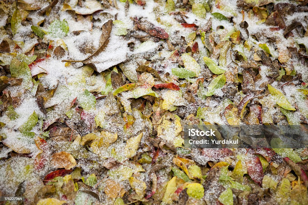 Neve su foglie d'autunno - Foto stock royalty-free di Ambientazione esterna