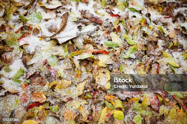 Foto de Neve Em Folhas De Outono e mais fotos de stock de Amarelo - Amarelo, Descrição de Cor, Dezembro