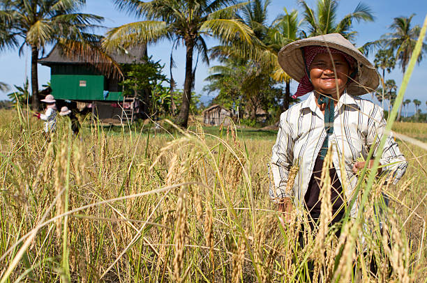 istock Matured farmer in a rice field in Cambodia 175227577