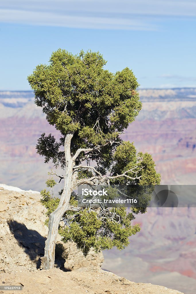 Baum im Grand Canyon - Lizenzfrei Arizona Stock-Foto