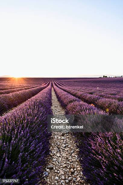 Lavanda Em Provence França - Fotografias de stock e mais imagens de Abelha - Abelha, Abundância, Alpes da Alta Provença