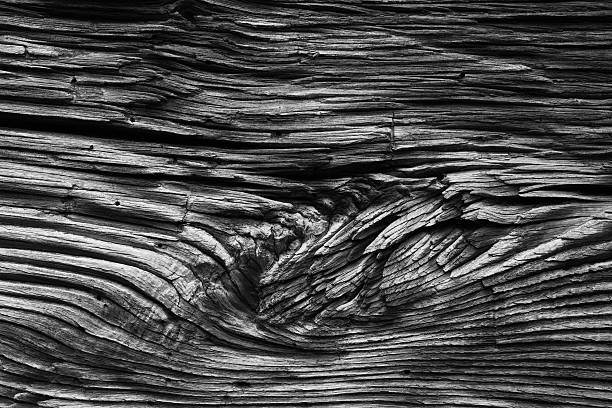 Weather aged log wood texture. Knot.