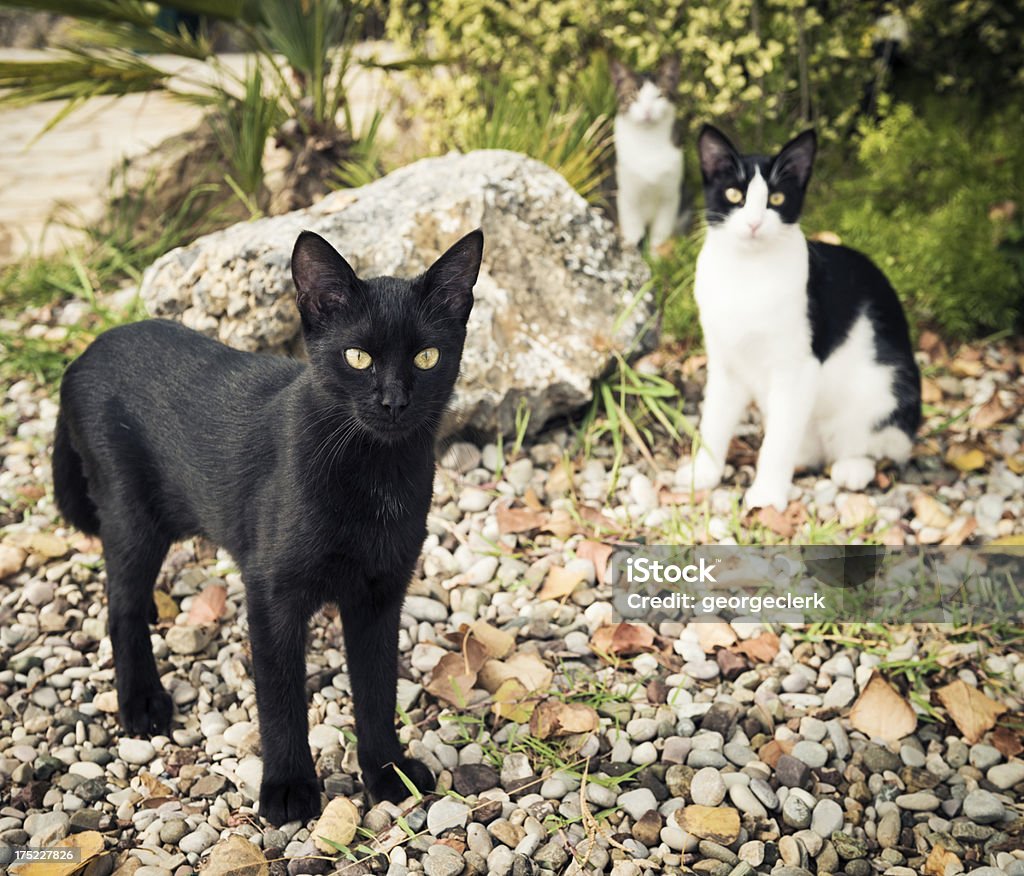 Mean Looking Cats A group of outdoor cats looking at the camera with a threatening stare. People Stock Photo