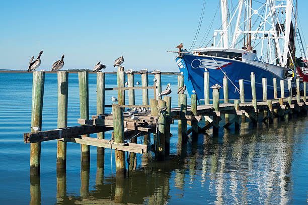 Shrimp boat and pelicans A shrimp boat, pelicans, and sea gulls at a dock on Fernandina Beach, Amelia Island, Florida fernandina beach stock pictures, royalty-free photos & images